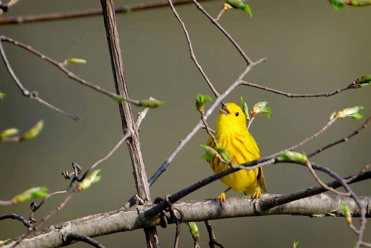 Yellow Warbler - Matthew Crandall