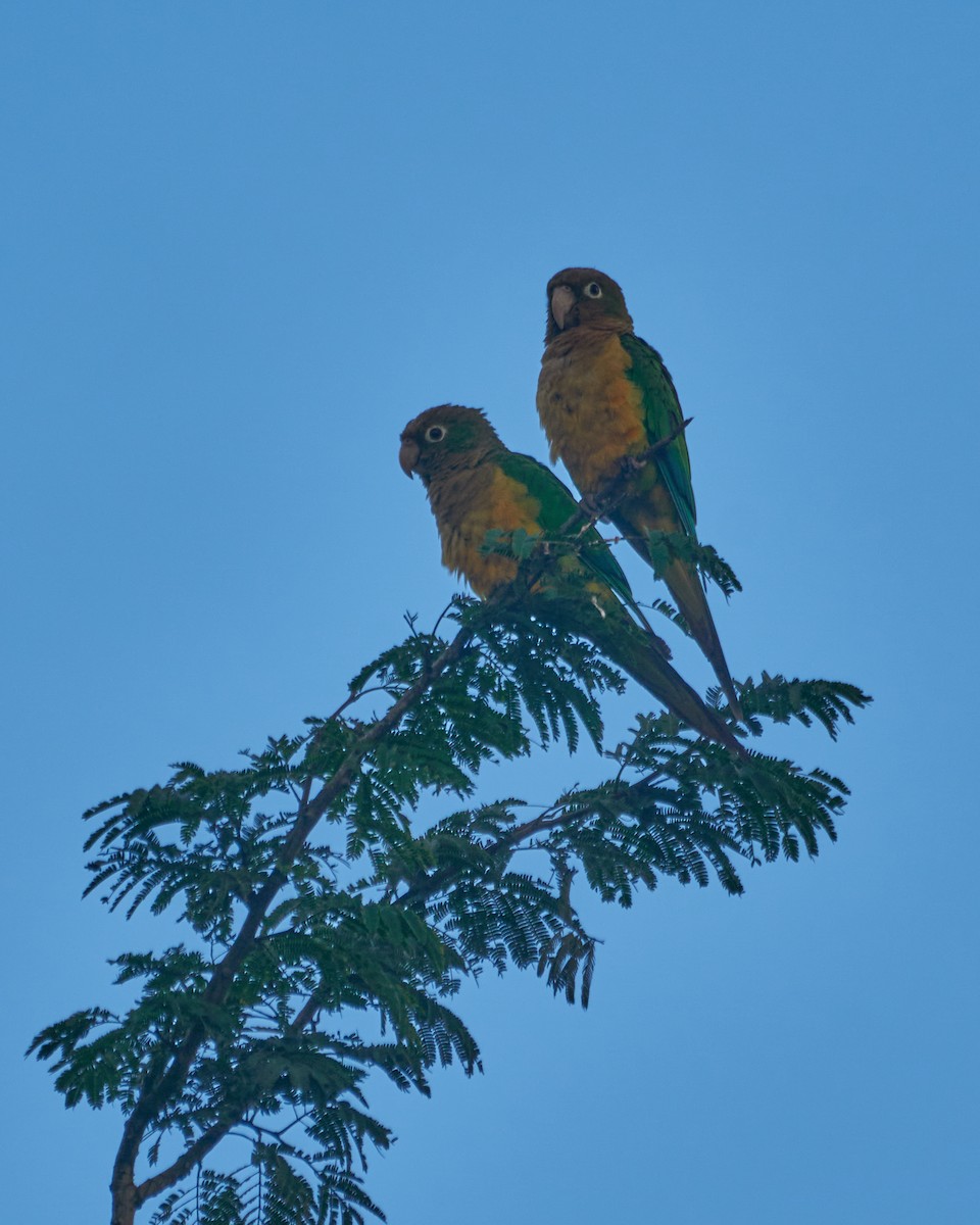 Cactus Parakeet - Daniel Alfenas