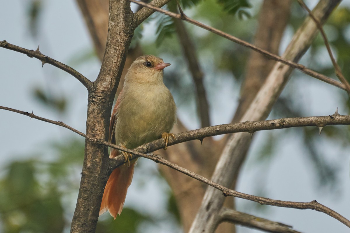 Gray-headed Spinetail - ML618204643