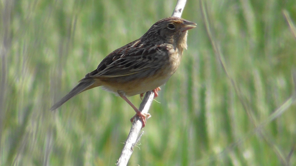 Grasshopper Sparrow - ML618204645
