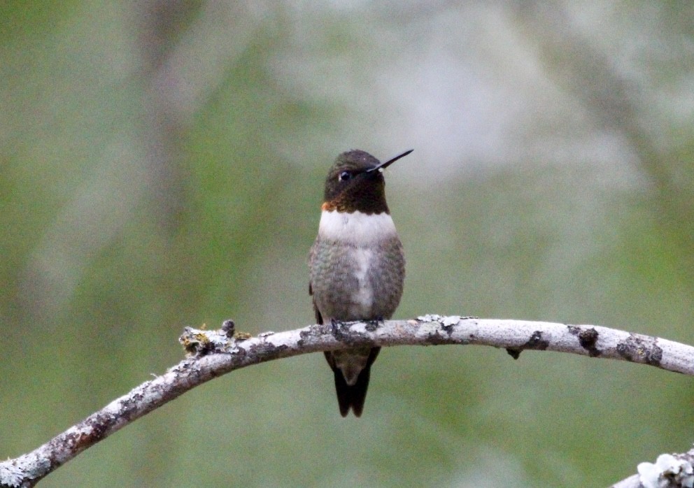 Colibrí Gorjirrubí - ML618204652