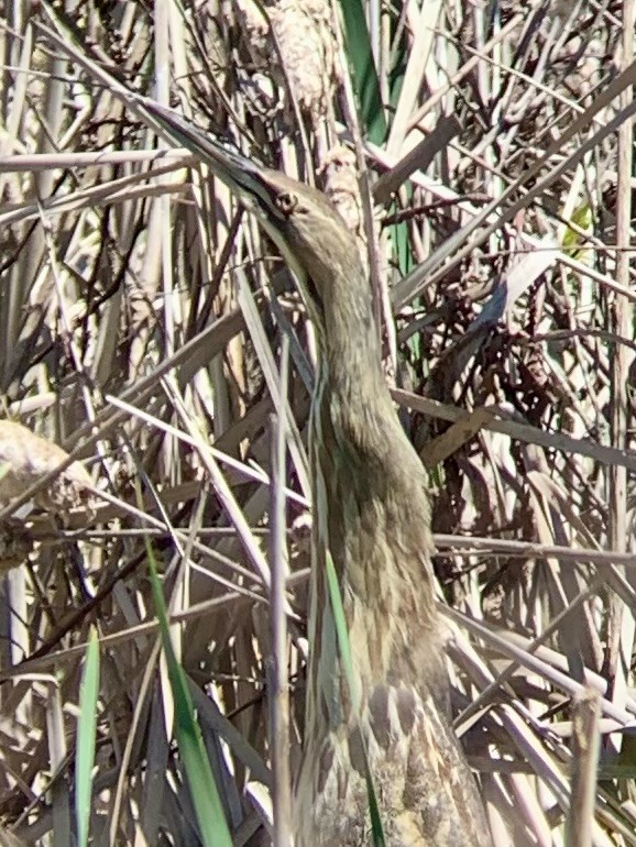 American Bittern - Anonymous