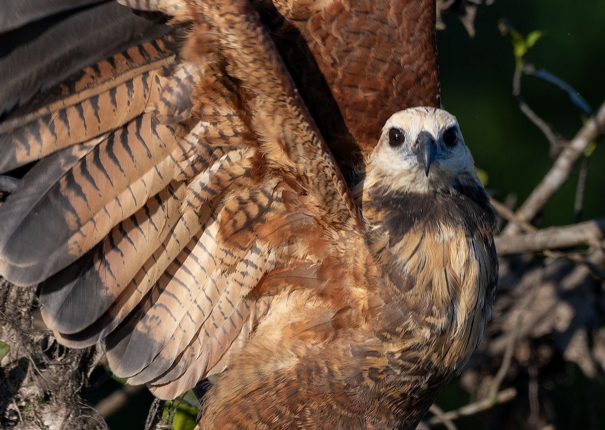 Black-collared Hawk - David F. Belmonte