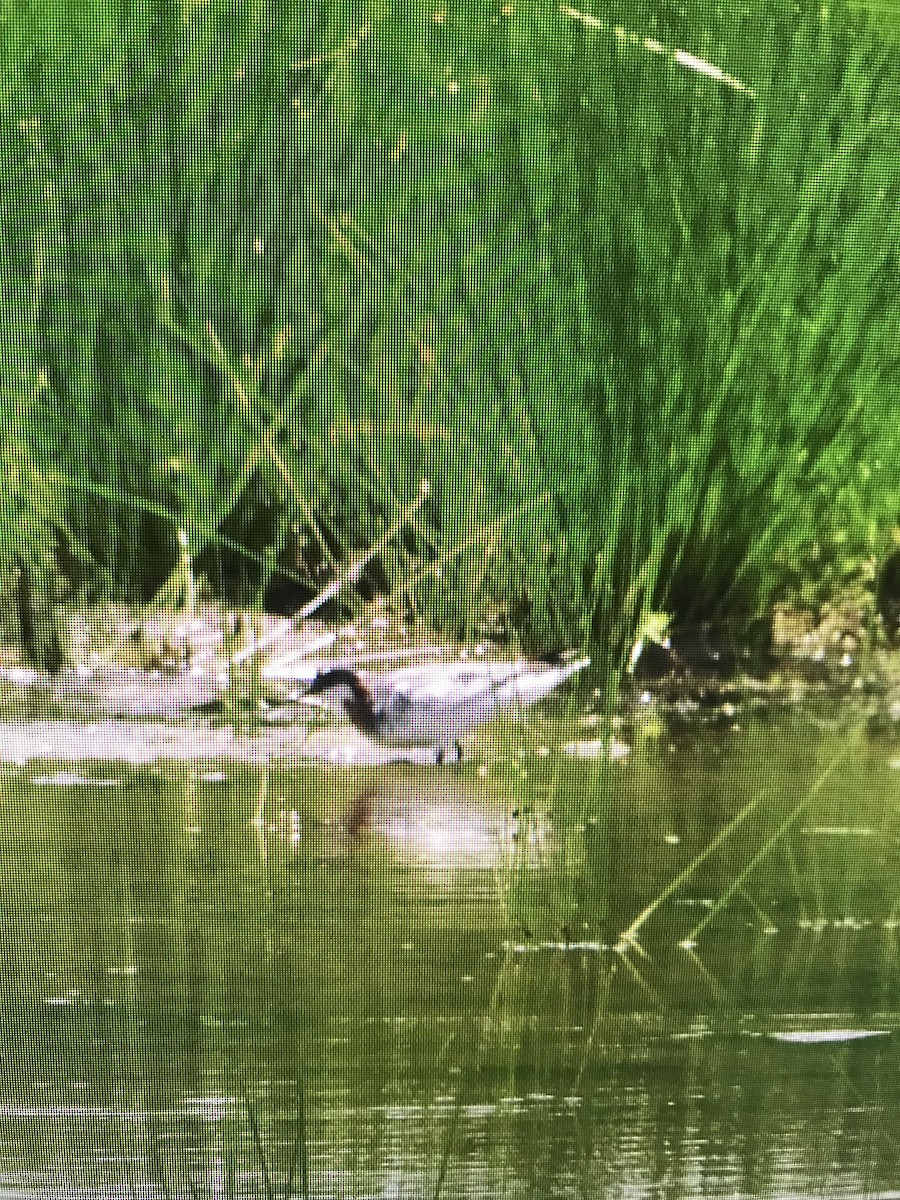 Red-necked Phalarope - Sonya Massey