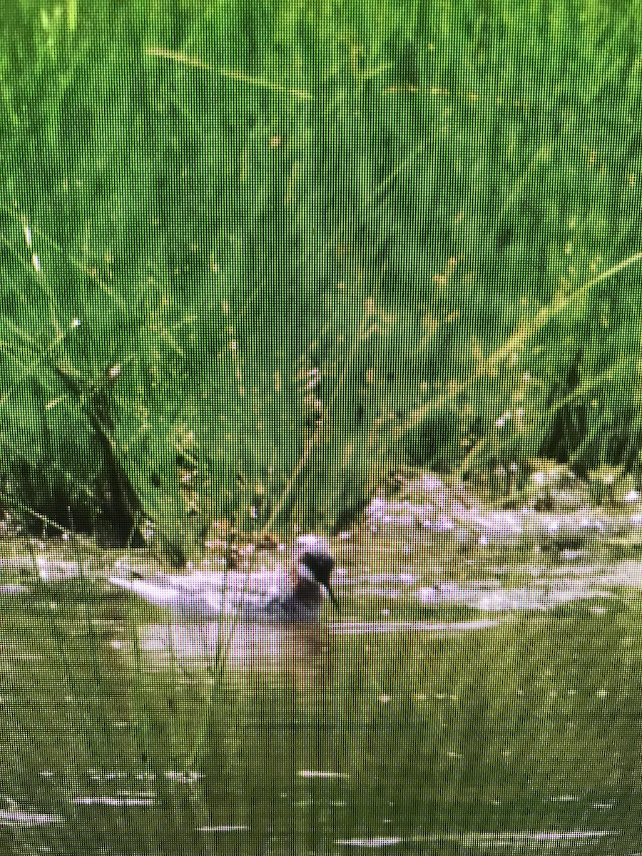 Red-necked Phalarope - ML618204744