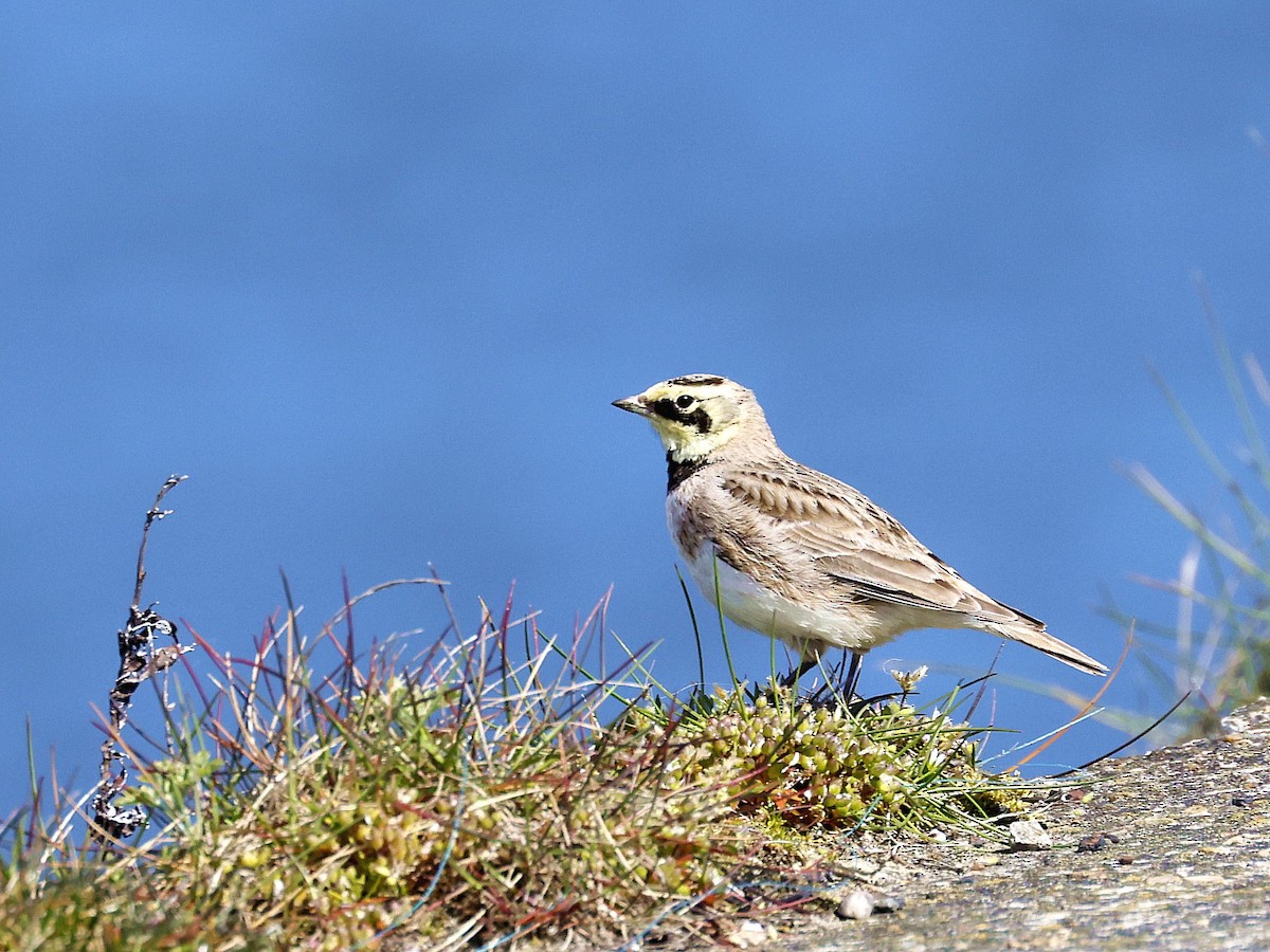 Horned Lark - ML618204762