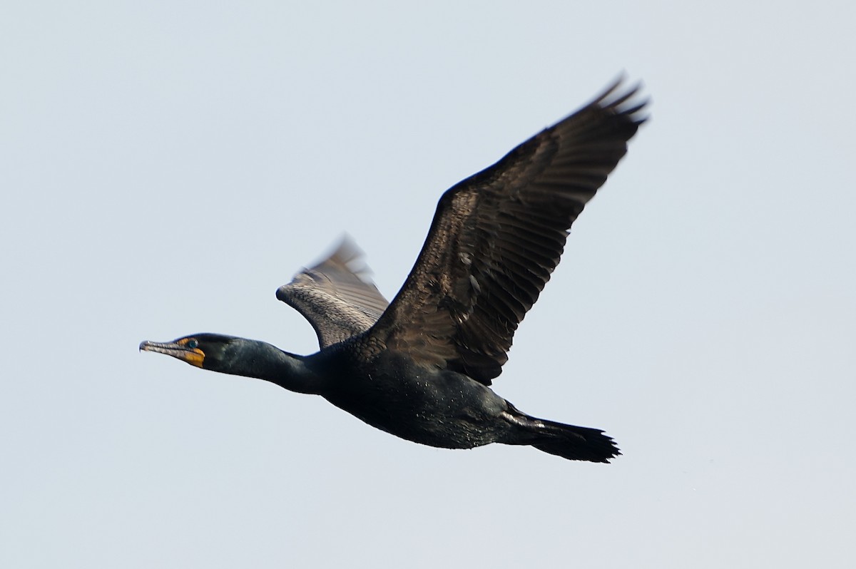 Double-crested Cormorant - ML618204772