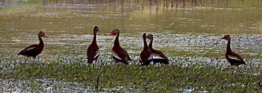 Black-bellied Whistling-Duck - Liz Basler