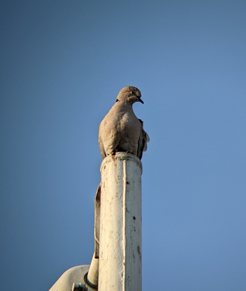 Eurasian Collared-Dove - Bemma Watson Hernandez