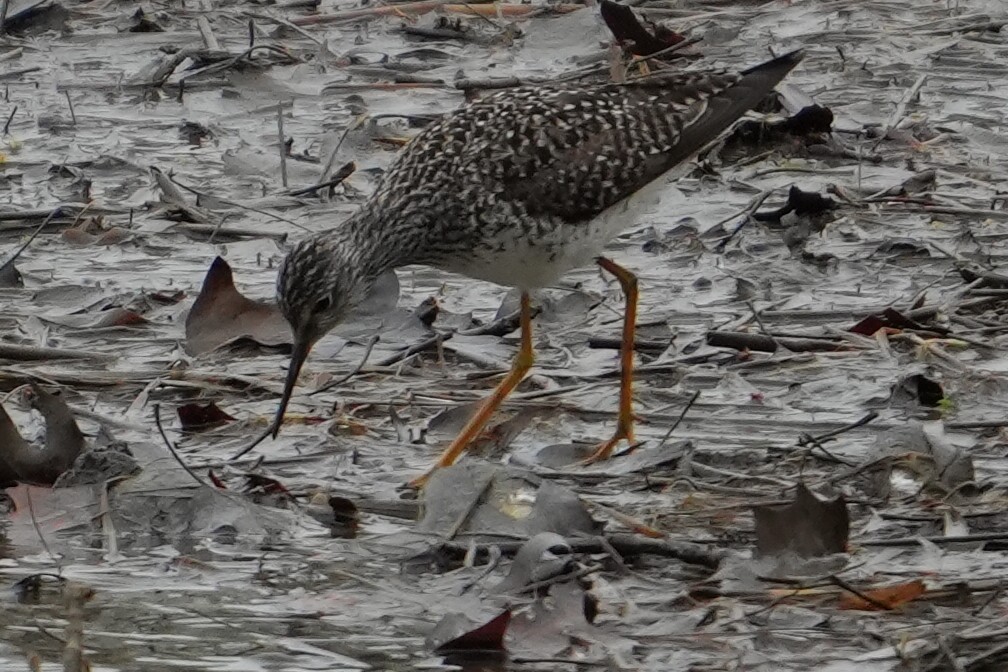 Lesser Yellowlegs - ML618204849