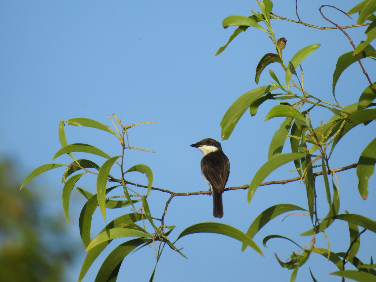 Black-winged Flycatcher-shrike - Oliver Tan