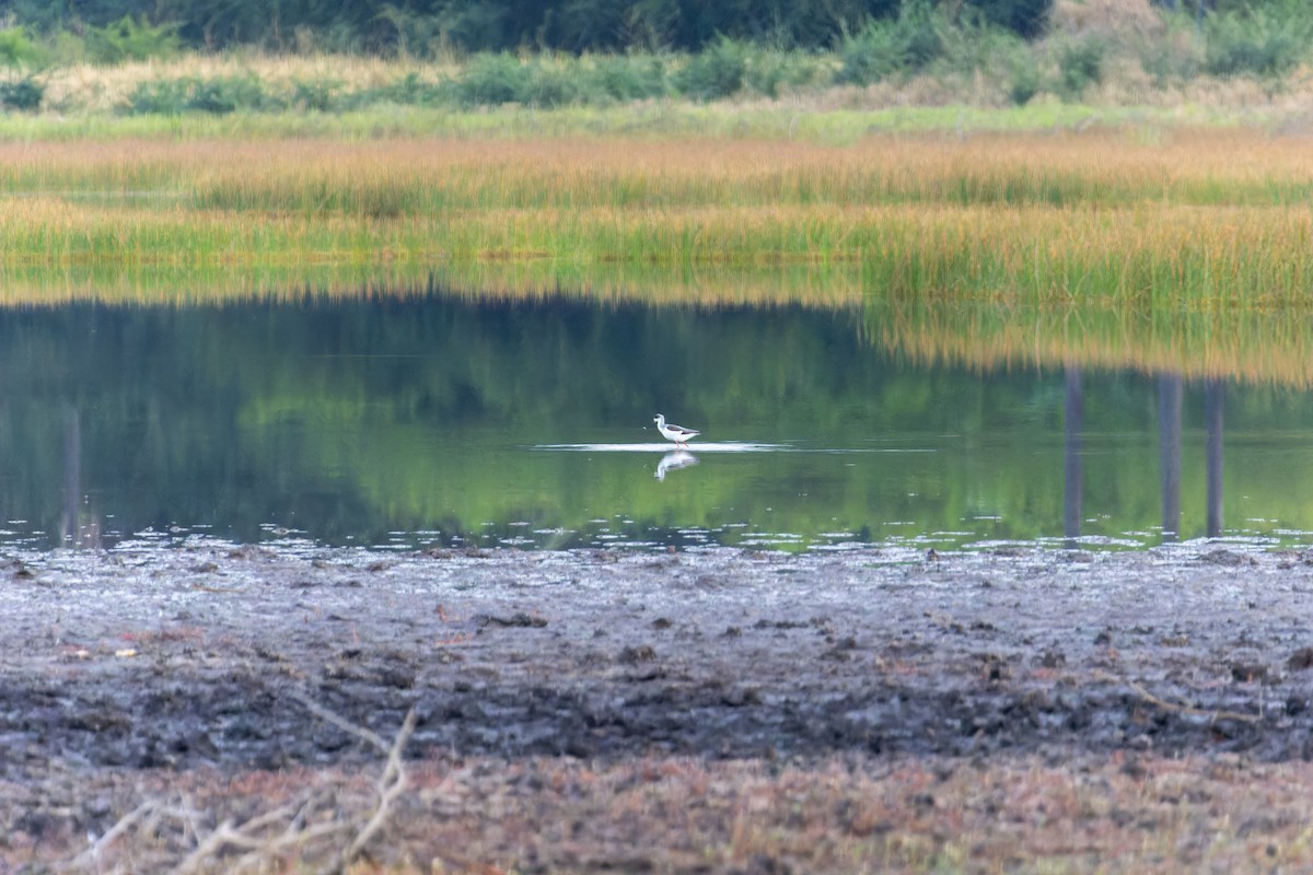 Échasse blanche - ML618204940