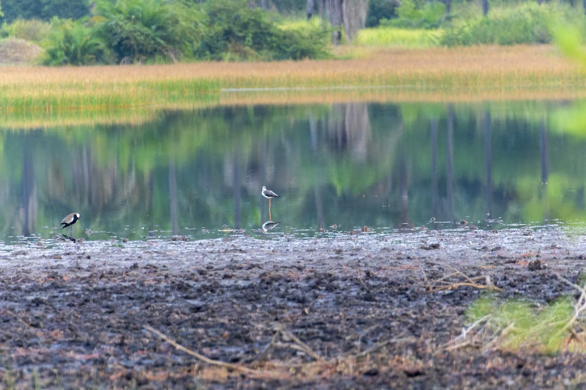 Black-winged Stilt - ML618204941