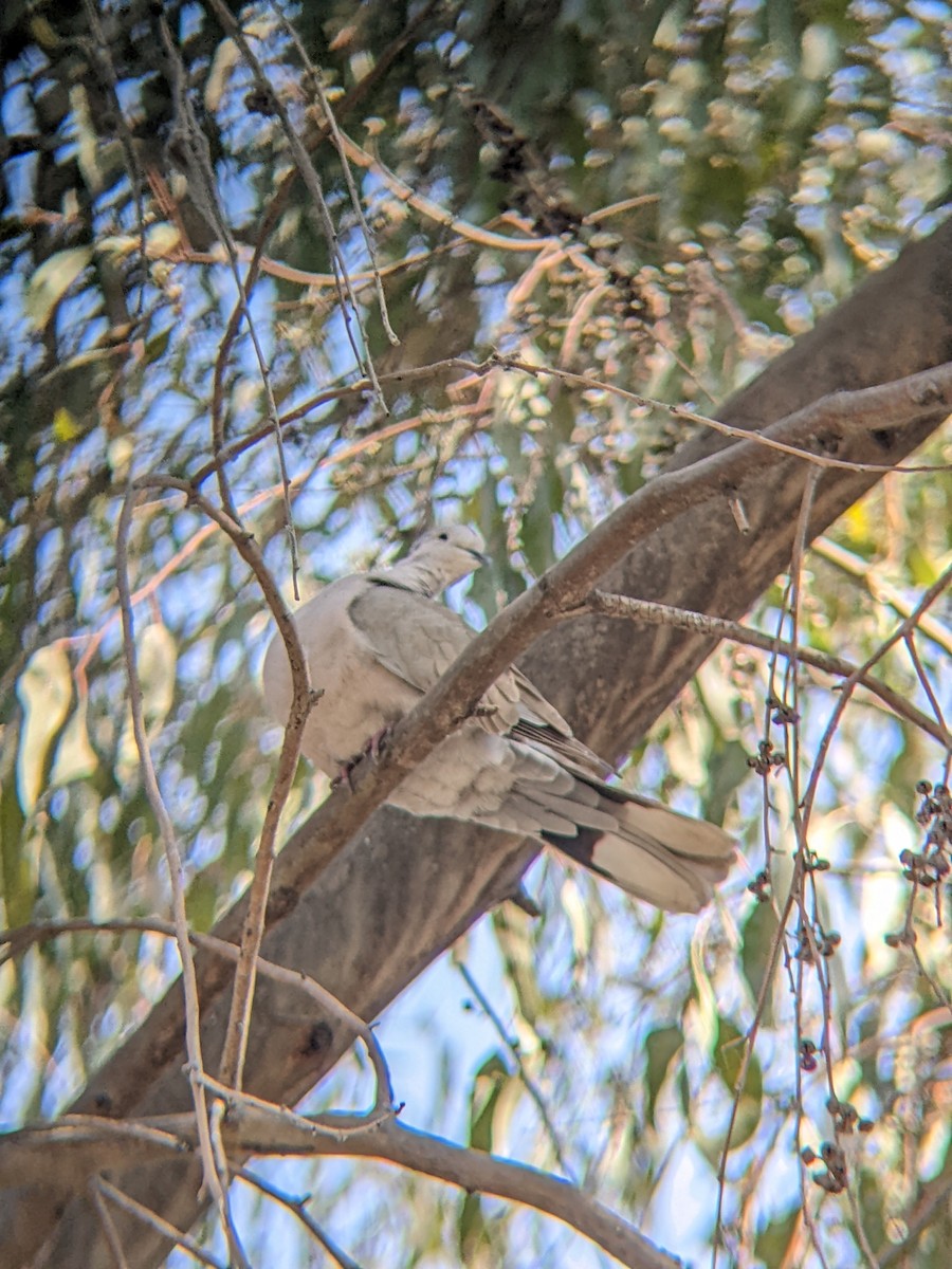 Eurasian Collared-Dove - Bemma Watson Hernandez