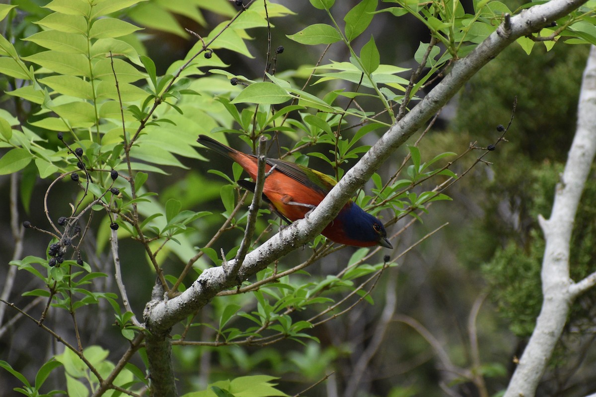 Painted Bunting - ML618204973