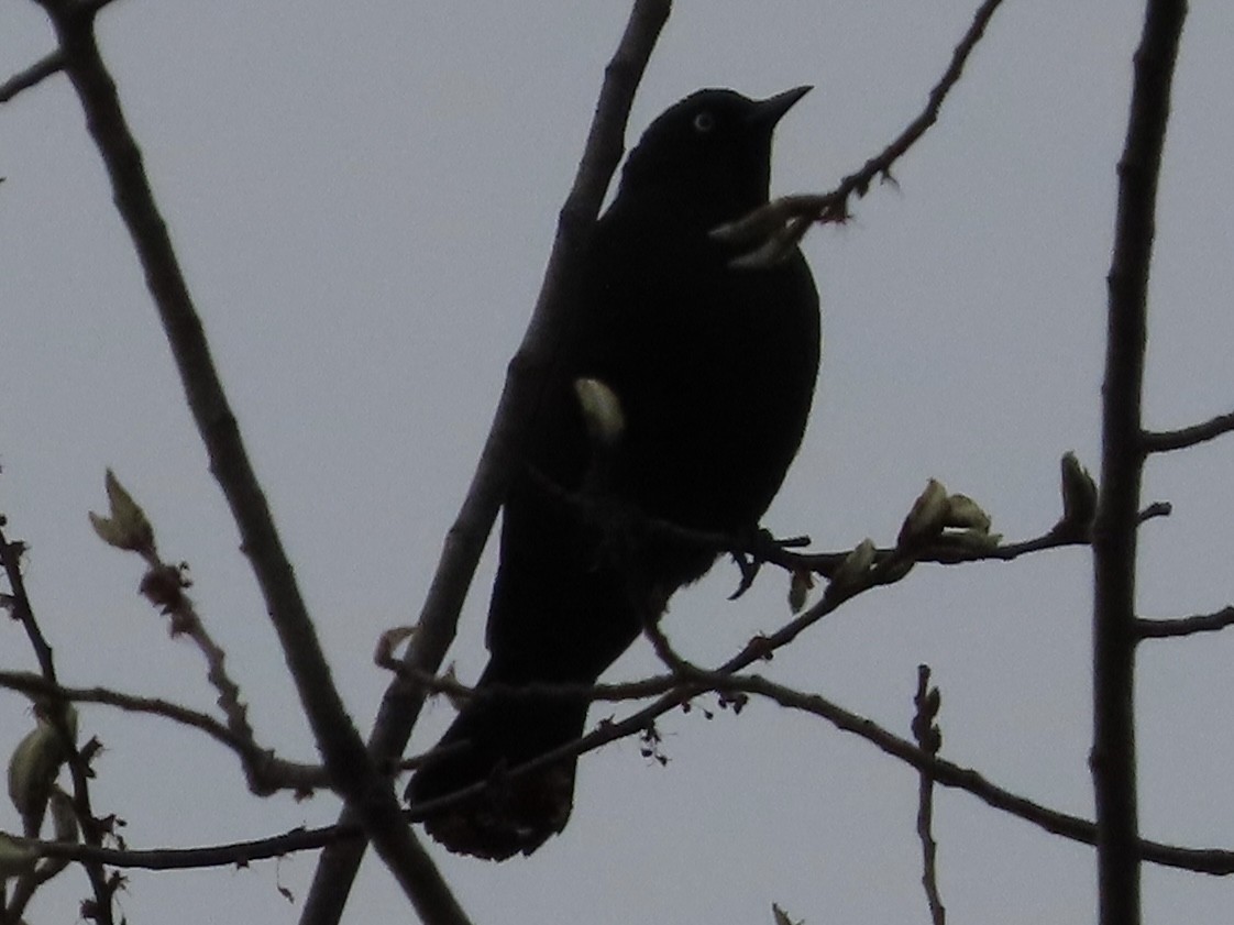 Rusty Blackbird - Debra Ferguson