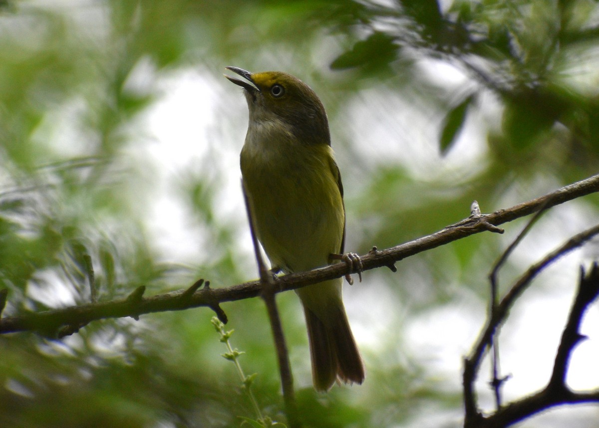 White-eyed Vireo - ML618204979