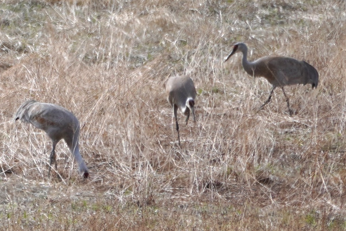 Sandhill Crane - ML618204983