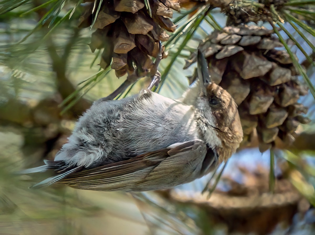 Brown-headed Nuthatch - Steven Lasley