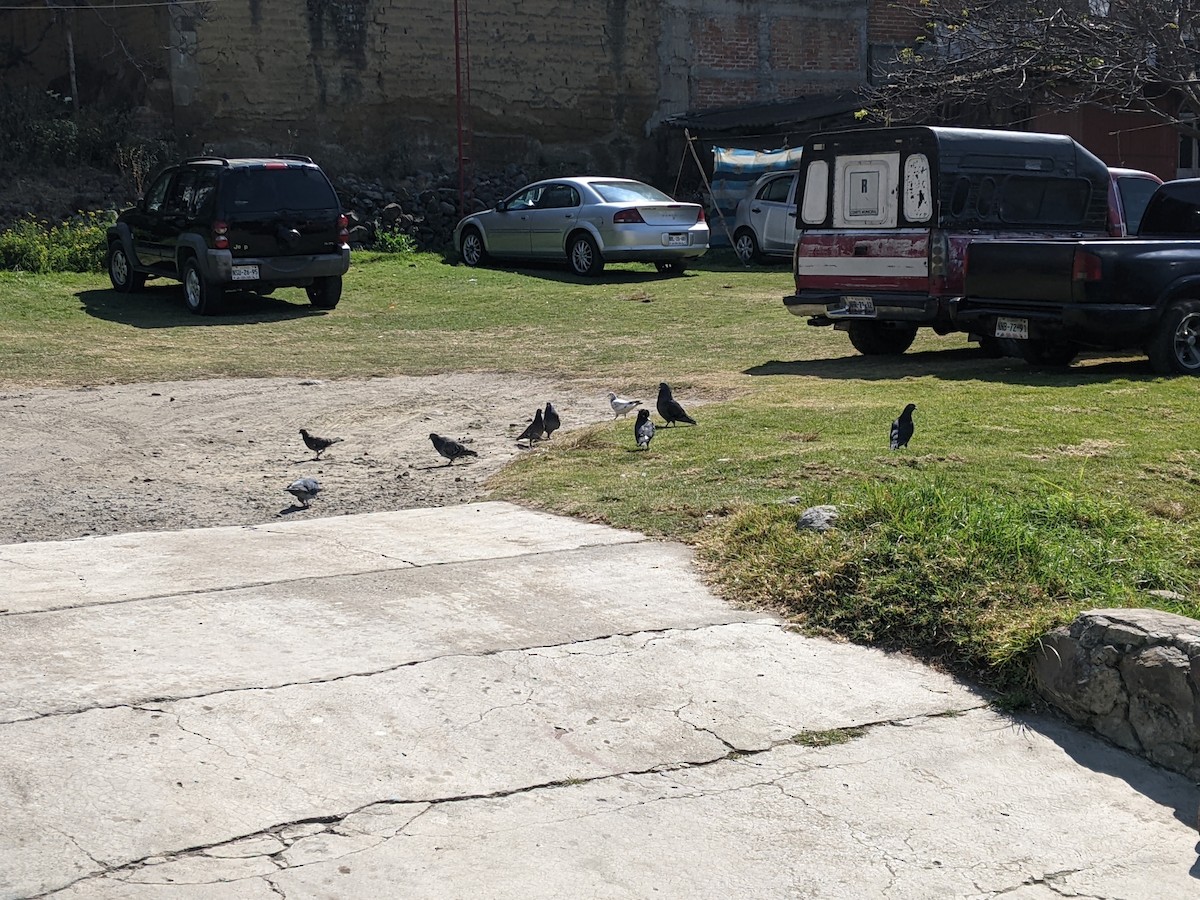 Rock Pigeon (Feral Pigeon) - Bemma Watson Hernandez