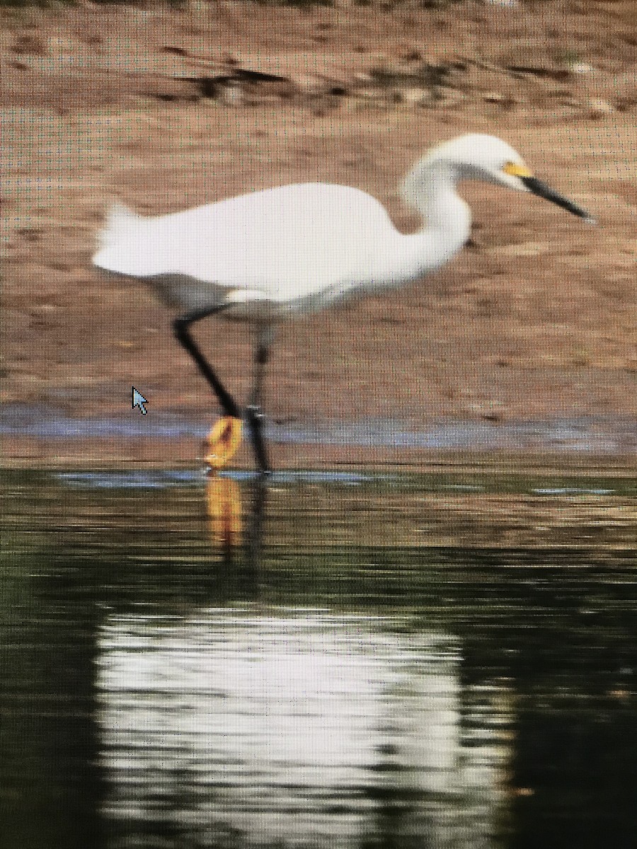 Snowy Egret - Sonya Massey