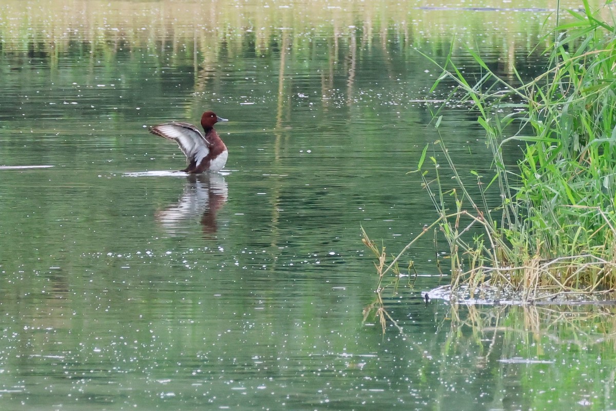 Ferruginous Duck - Chih-Wei(David) Lin