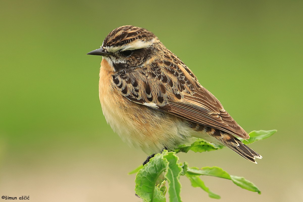 Whinchat - Šimun Aščić