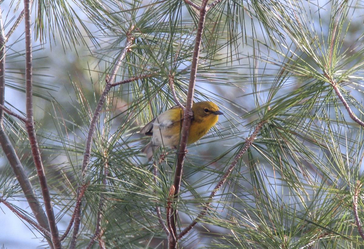 Pine Warbler - Zachary Holderby