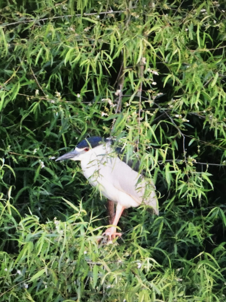 Black-crowned Night Heron - Sonya Massey