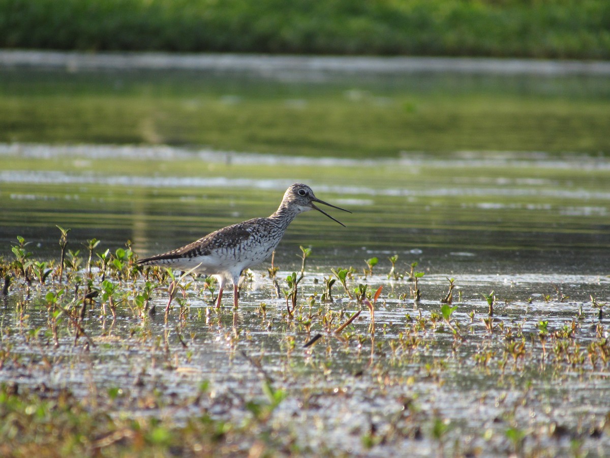 Greater Yellowlegs - Timothy Blanchard