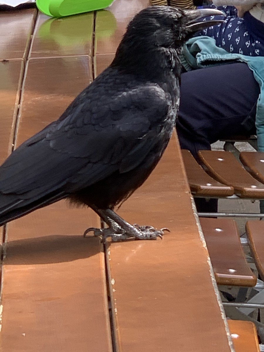 Carrion Crow - The Bird kid