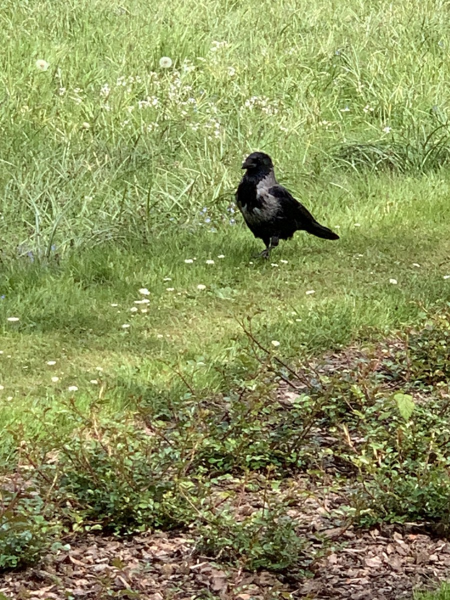 Hooded Crow - The Bird kid