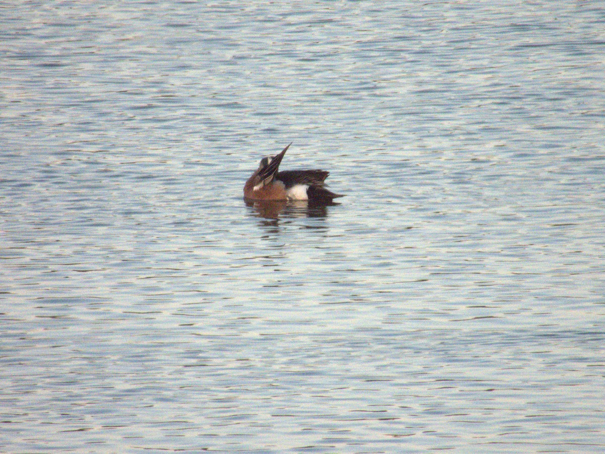 American Wigeon - Vince Hiebert