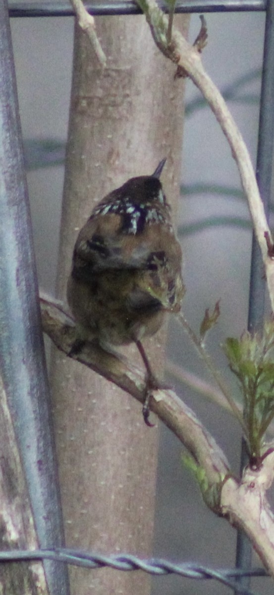 Marsh Wren - Sarah Griffin