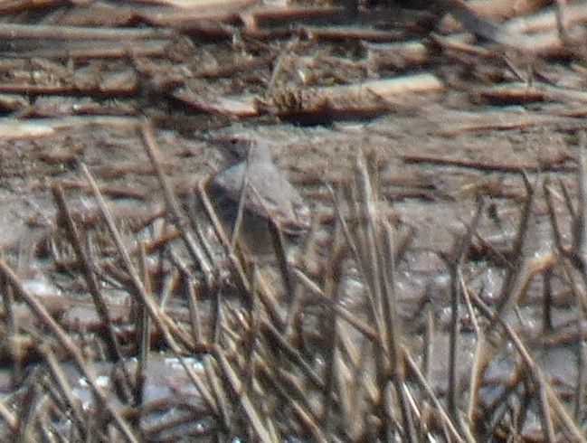 American Pipit - ML618205176