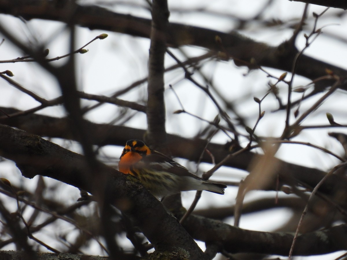 Blackburnian Warbler - Tyler Hampton