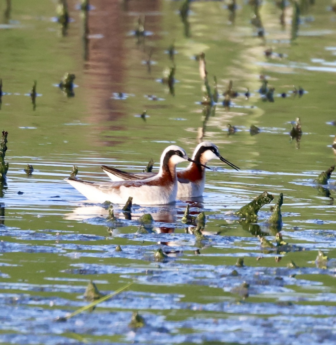 Wilson's Phalarope - Cheryl Rosenfeld