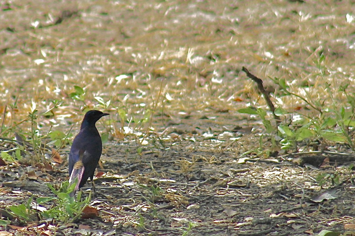 Meves's Starling - Ella Seifert