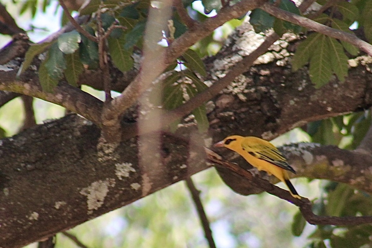 African Golden Oriole - ML618205243