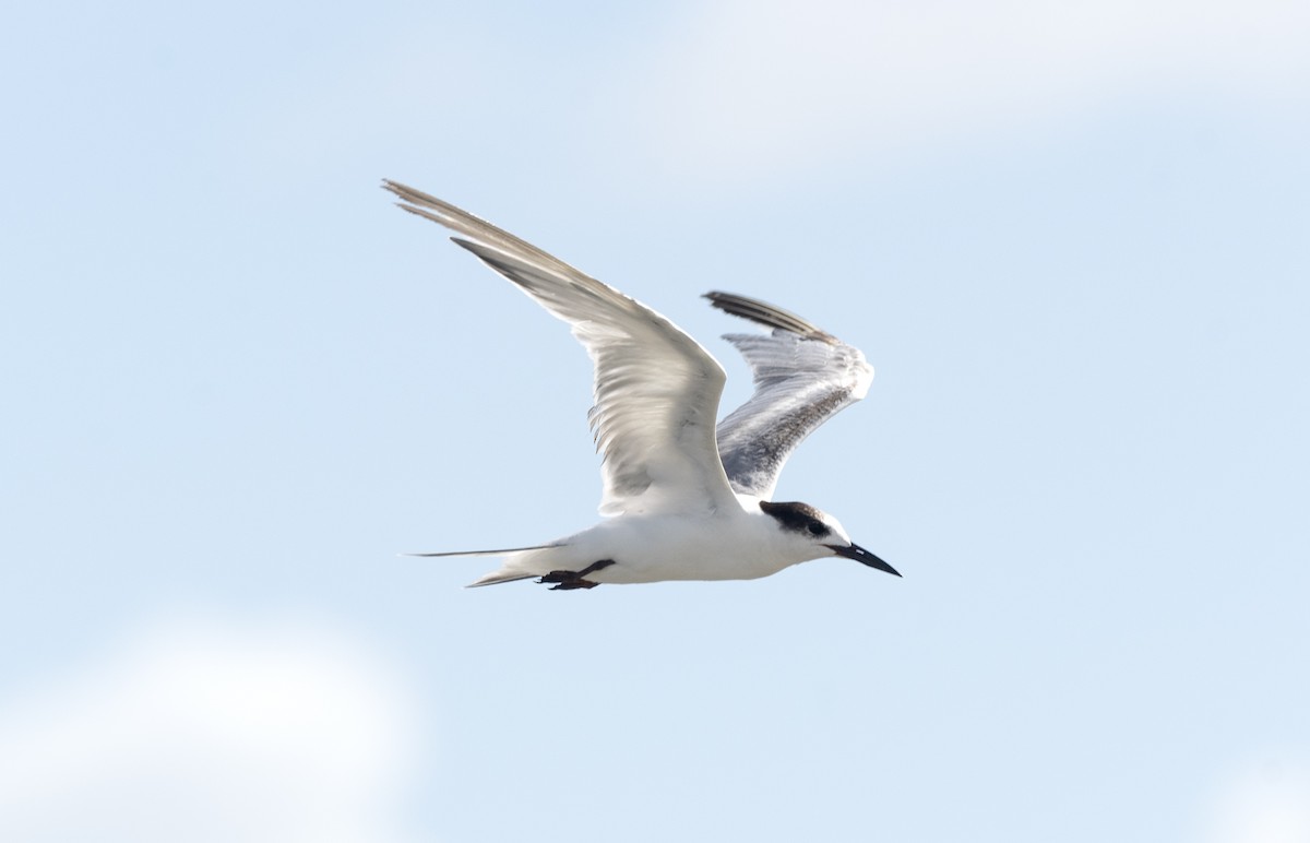 Common Tern - Eduardo Vieira 17