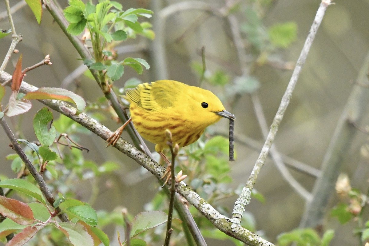 Yellow Warbler - Sue Palmer