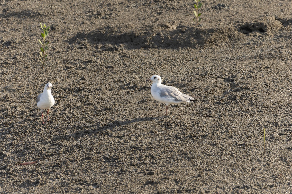 Gaviota Cabecigrís - ML618205298