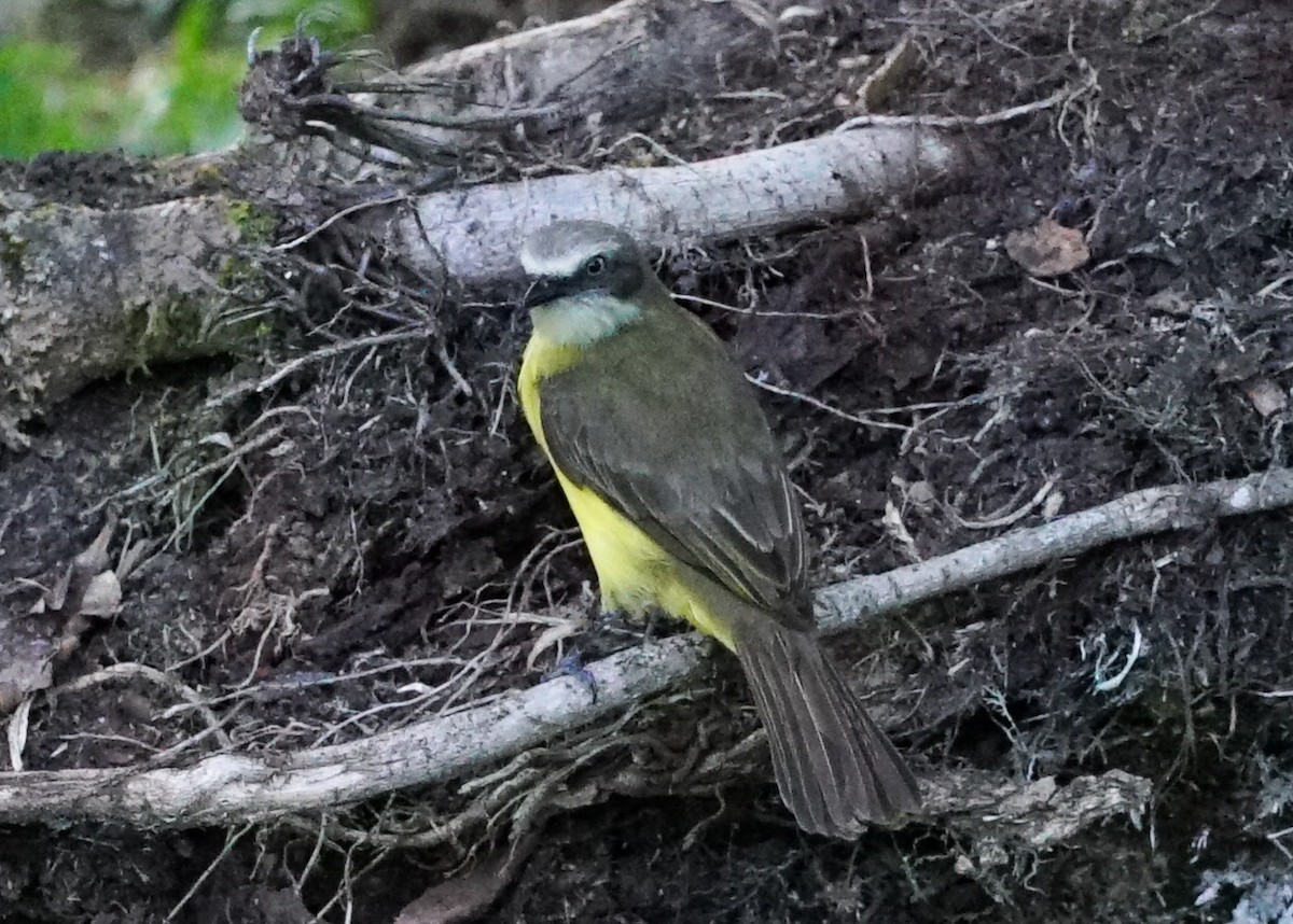 Gray-capped Flycatcher - Shawn Pfautsch