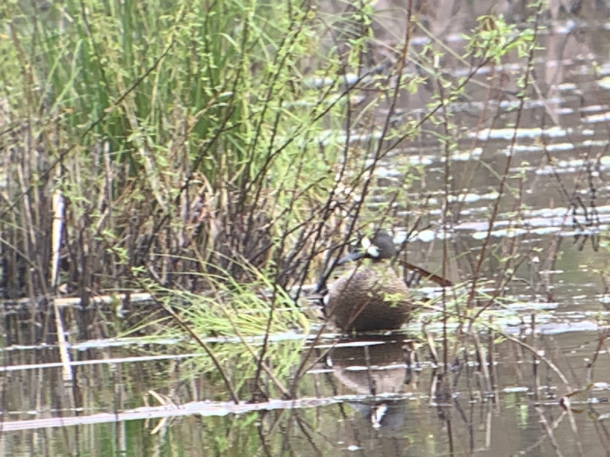 Blue-winged Teal - ML618205326