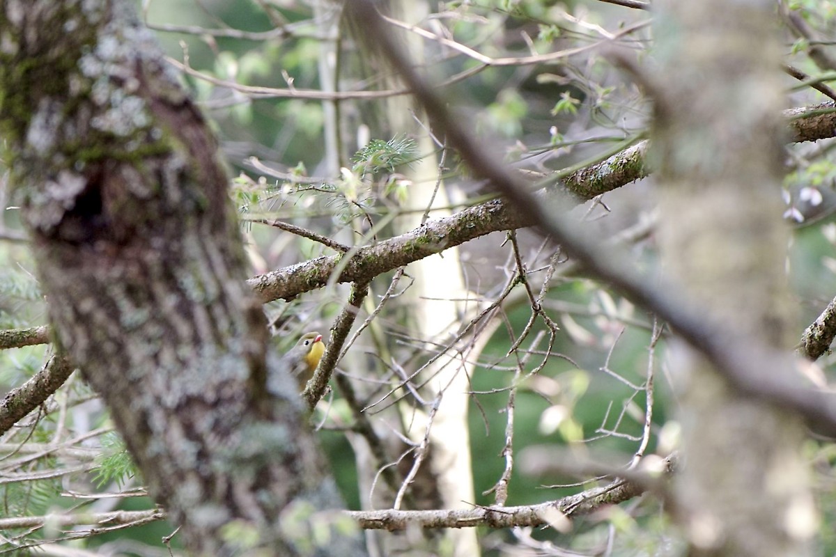 Red-billed Leiothrix - Hideki Sekimoto