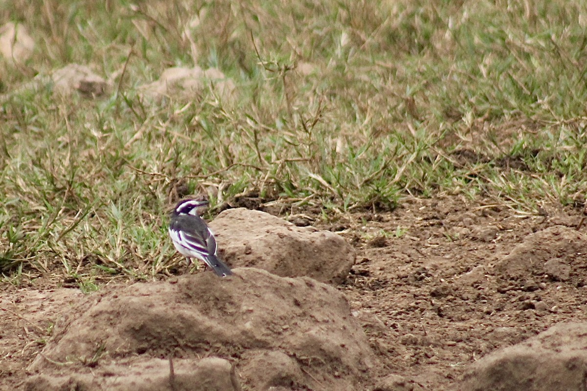 African Pied Wagtail - ML618205354