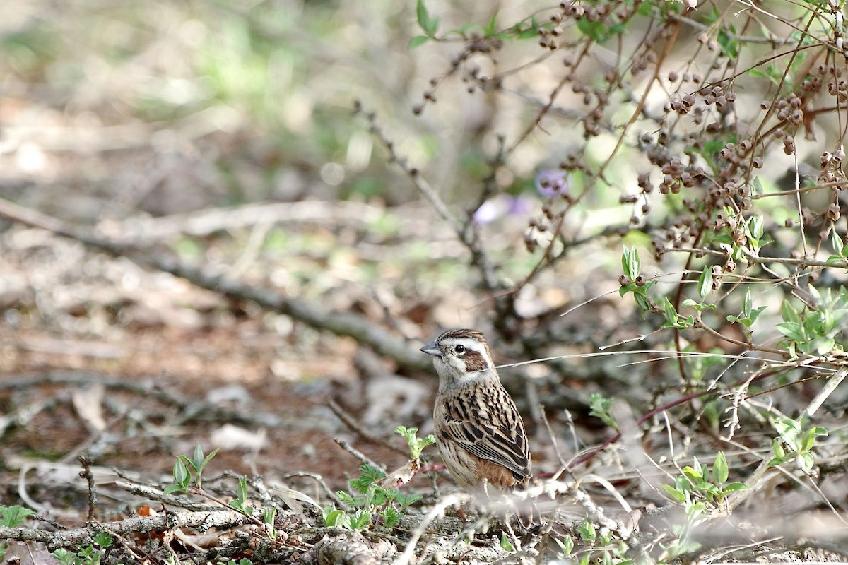 Meadow Bunting - ML618205374