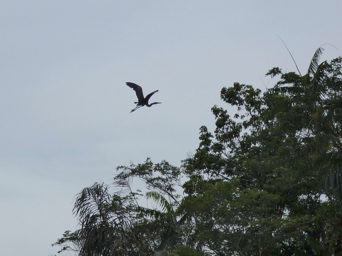 Purple Heron - ML618205383