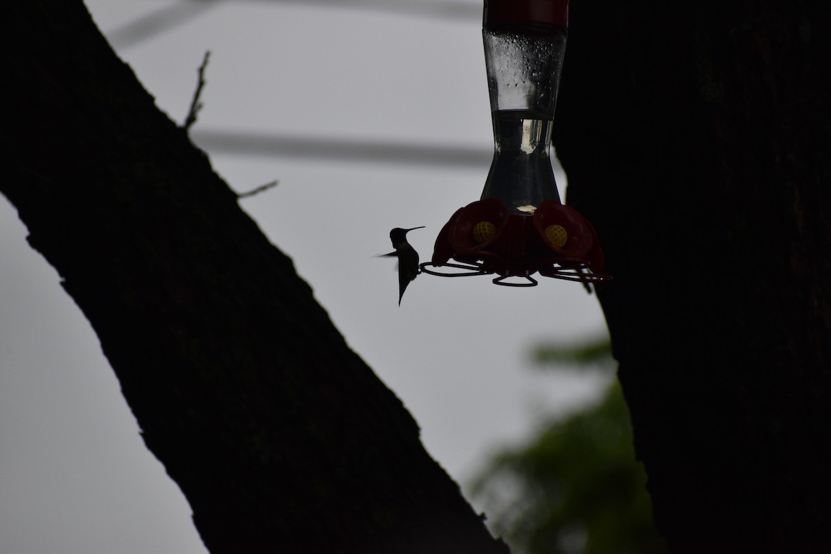 Ruby-throated/Black-chinned Hummingbird - ML618205404