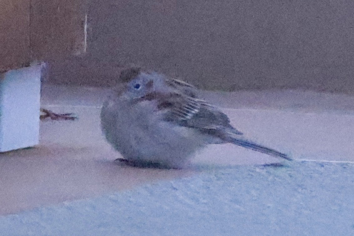 Field Sparrow - Jeff Skevington